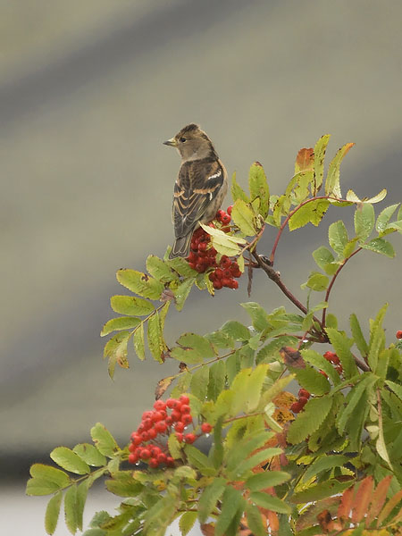 Järripeippo, Brambling, Fringilla montifringilla